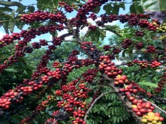 Cepea: Colheita de café robusta do Brasil deve superar estimativa oficial