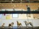 Nova York inaugura um novo museu dedicado aos cachorros