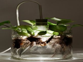 Miniecossistema vegetal: as luminárias vivas multifuncionais