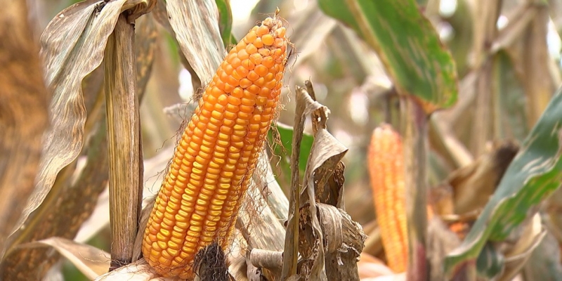 Segunda safra de milho deve bater recorde, segundo consultorias — Foto: TV TEM 