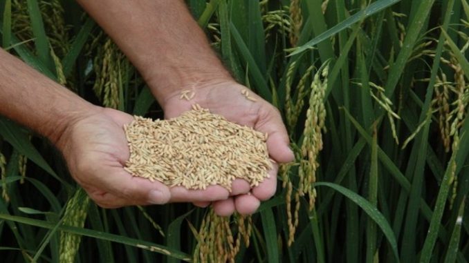 México abre mercado para exportação de arroz beneficiado do Brasil, diz governo 