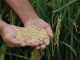 México abre mercado para exportação de arroz beneficiado do Brasil, diz governo