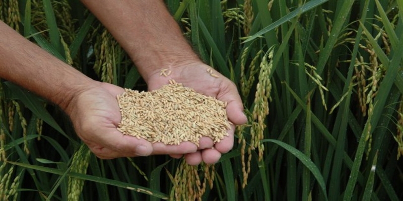 O México importa 80% do arroz que consome — Foto: Divulgação/Epagri/Aires Mariga 