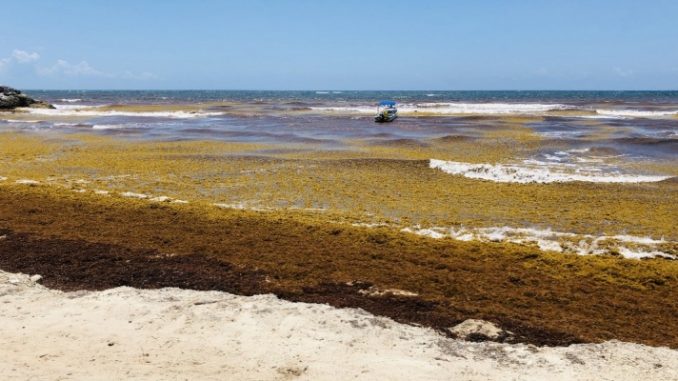 Superpopulação de algas ameaça praia paradisíaca no Caribe mexicano 