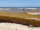 Superpopulação de algas ameaça praia paradisíaca no Caribe mexicano