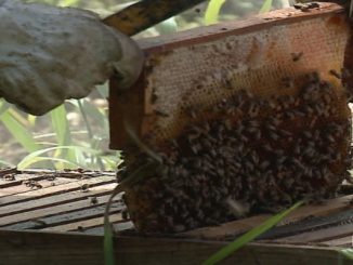 Técnicos da Cidasc acreditam que agrotóxicos são causa de morte de abelhas no Norte de SC