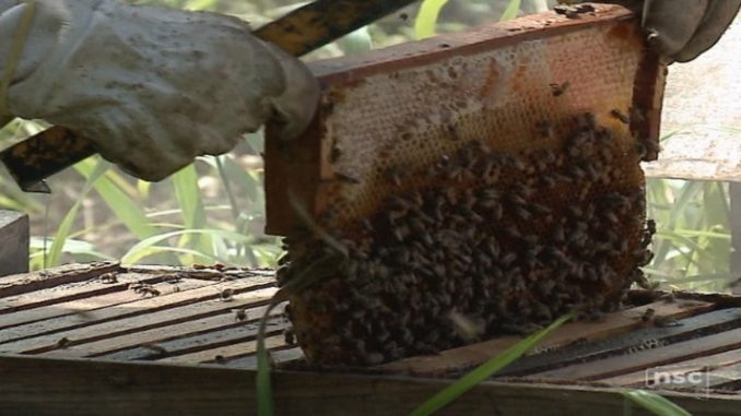 Técnicos da Cidasc acreditam que agrotóxicos são causa de morte de abelhas no Norte de SC 