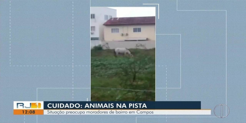 Animais soltos em bairro de Campos preocupam moradores com o risco de acidentes