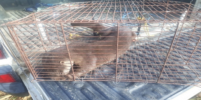Animal foi resgatado e devolvido à natureza — Foto: Divulgação/Defesa Civil de Miracema