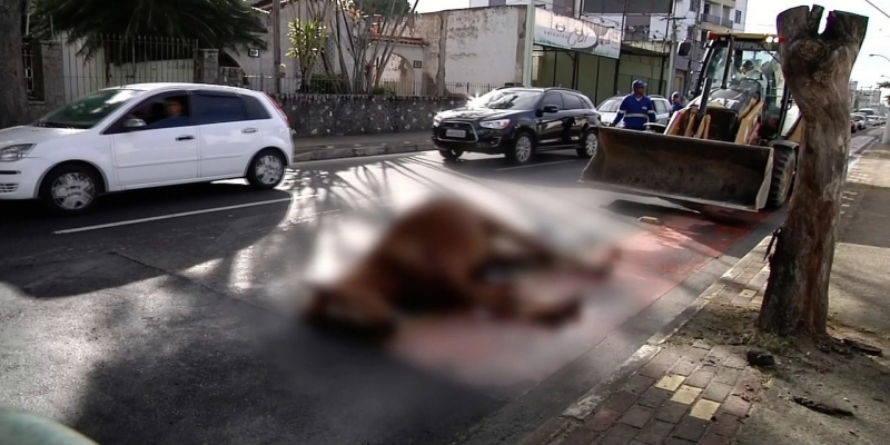 Cavalo morre atropelado em avenida do Centro de Campos