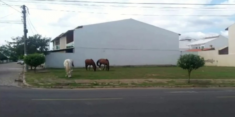 CCZ afirma que faz o recolhimento de animais de grande porte em Campos — Foto: Reprodução/Inter TV