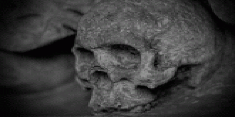 cranio, esqueleto