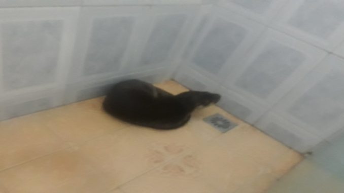 Lontra é encontrada dentro de banheiro de casa em Miracema, no RJ 