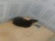 Lontra é encontrada dentro de banheiro de casa em Miracema, no RJ