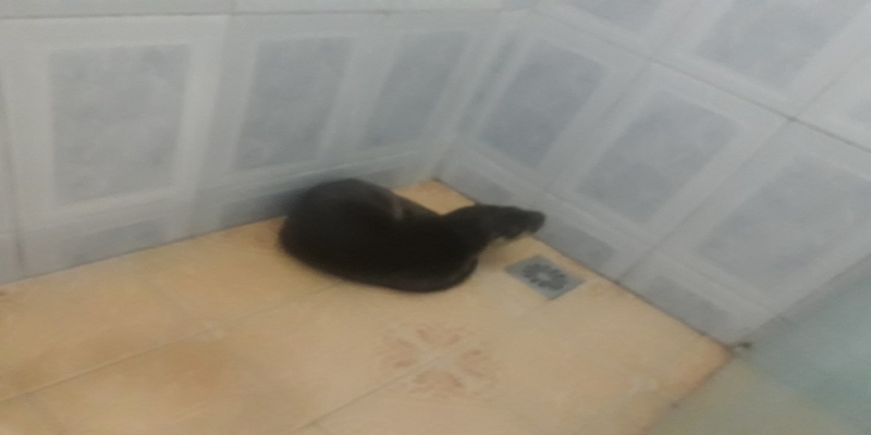 Lontra é encontrada em banheiro de casa — Foto: Divulgação/Defesa Civil de Miracema