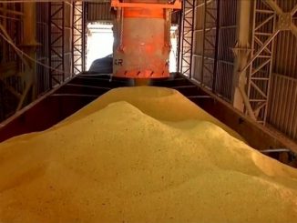 Produtores de MT fornecem milho para a produção de etanol