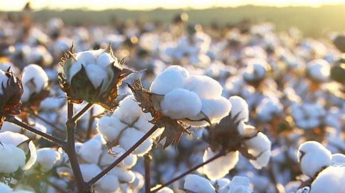 Segundo maior produtor de algodão do país, Bahia tem previsão de 15% de crescimento da safra 