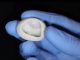 Cientistas dos EUA imprimem válvula de coração 3D feita de colágeno
