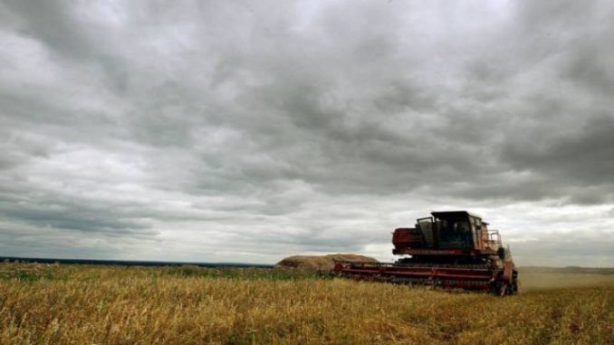 Geada atinge safra de trigo após perdas pelo frio em julho 
