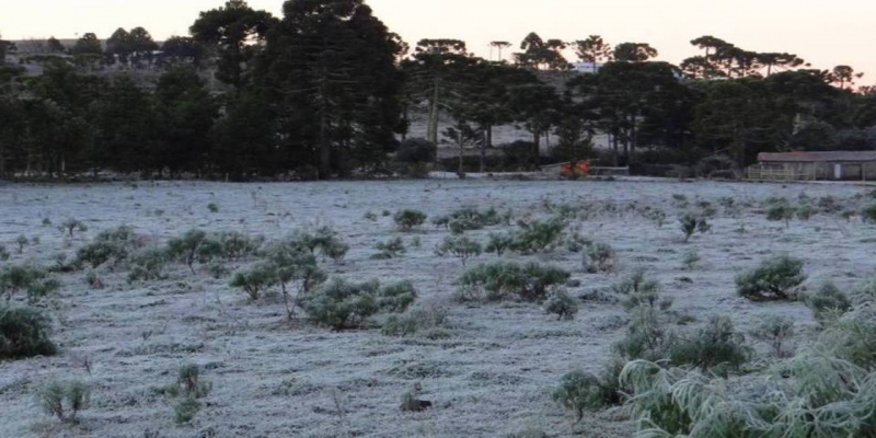 Geada congela vegetação em Urupema, Santa Catarina