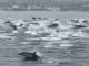 Grupo de golfinhos dá espetáculo na costa da Califórnia