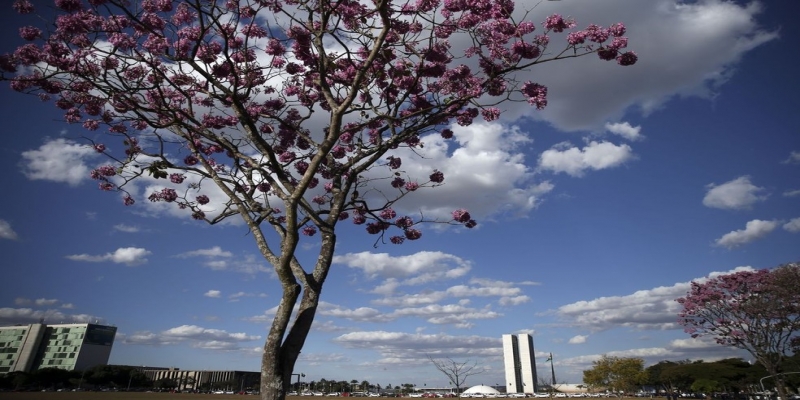 Ipê roxo na Esplanada dos Ministérios — Foto: Marcello Casal Jr/Agência Brasil 