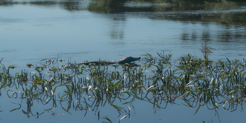 Jacaré nada no Rio São Lourenço, também conhecido como Rio Cuiabá, dentro do território do Parque Nacional do Pantanal Matogrossense — Foto: Eduardo Palacio/G1