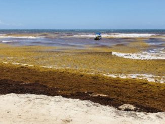 Principais praias turísticas do Caribe mexicano estão limpas de sargaço