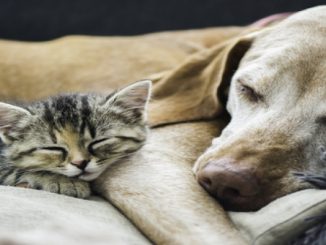 Cachorros e gatos juntos morando na mesma casa: o que fazer?