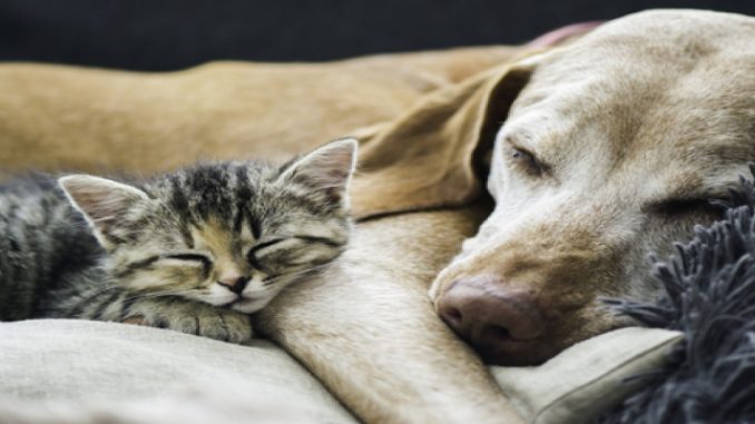 Cachorros e gatos juntos morando na mesma casa: o que fazer?