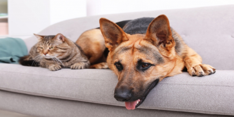Cachorros e gatos juntos no sofá
