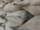 Empresa de RO investe mais de R$ 10 mil em cafés de qualidade durante leilão da Abic