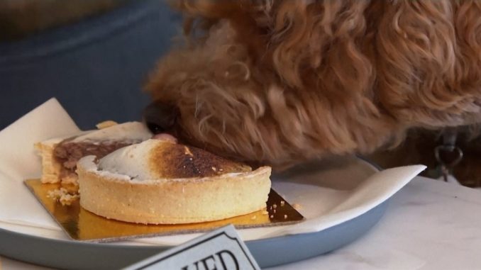 VÍDEO: restaurante cria rodízio chique para cães nos EUA 