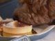 VÍDEO: restaurante cria rodízio chique para cães nos EUA