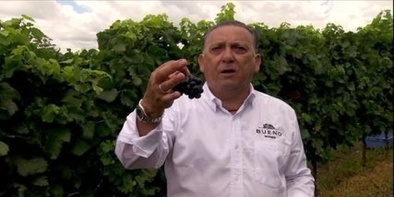 Paixão pelo vinho leva Galvão Bueno para a produção de uvas no campo