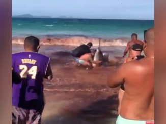 VÍDEO: Baleias encalham em praia de Arraial do Cabo e banhistas entram em pânico pensando ser ataque de tubarão