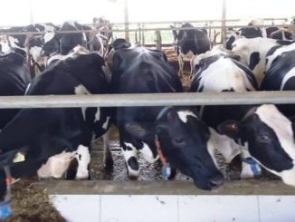 Preço do leite ao produtor acumula alta de quase 12% entre janeiro e abril, aponta USP de Piracicaba