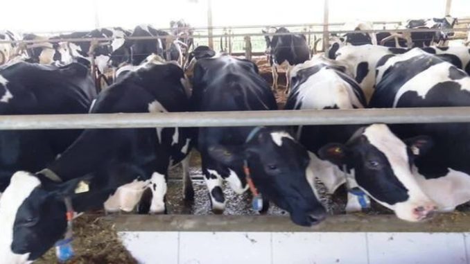 Preço do leite ao produtor acumula alta de quase 12% entre janeiro e abril, aponta USP de Piracicaba 