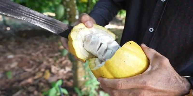 Cacau fino: local que produz fruto valioso da Amazônia ganhou troféu em SP e foi a Paris