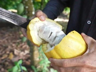 Cacau fino: local que produz fruto valioso da Amazônia ganhou troféu em SP e foi levado para Paris