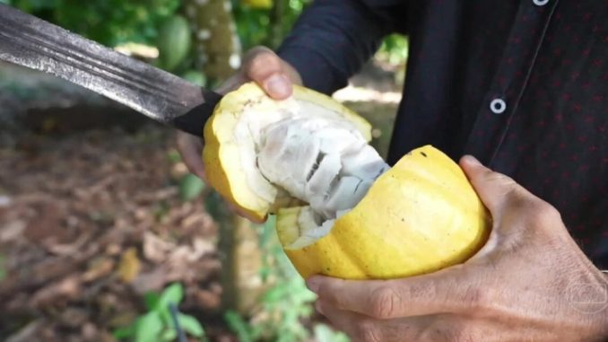 Cacau fino: local que produz fruto valioso da Amazônia ganhou troféu em SP e foi levado para Paris 