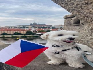 FOTOS: Cachorro viaja por 16 países e vira influenciador no Instagram