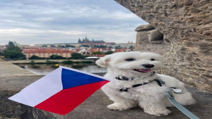 FOTOS: Cachorro viaja por 16 países e vira influenciador no Instagram 