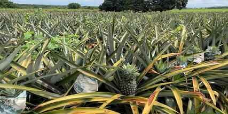 Clima ajuda e produtores comemoram safra de abacaxi