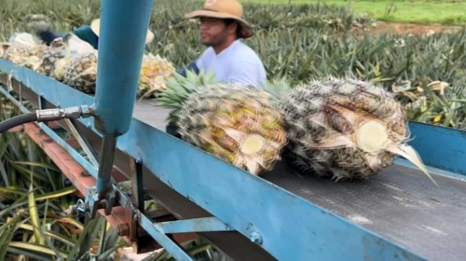 Clima ajuda e produtores comemoram safra de abacaxi 