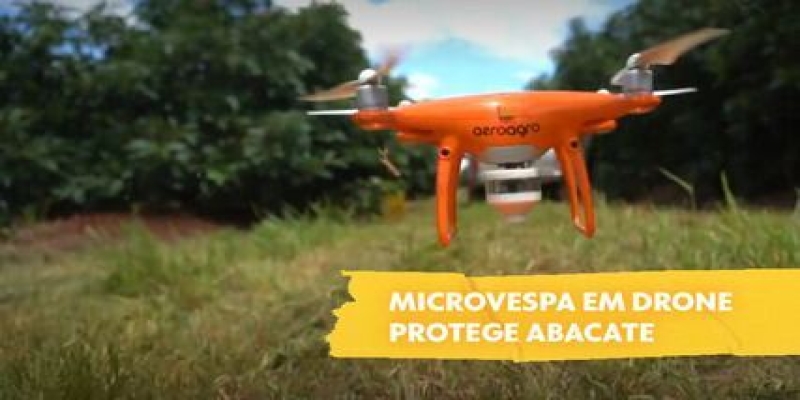 Microvespa em drone protege abacate e diminui uso de agrotóxicos
