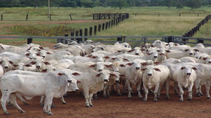 Com 8,91 milhões de toneladas de carne bovina, Brasil bate recorde de produção em 2023, aponta USP 