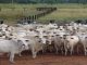 Com 8,91 milhões de toneladas de carne bovina, Brasil bate recorde de produção em 2023, aponta USP