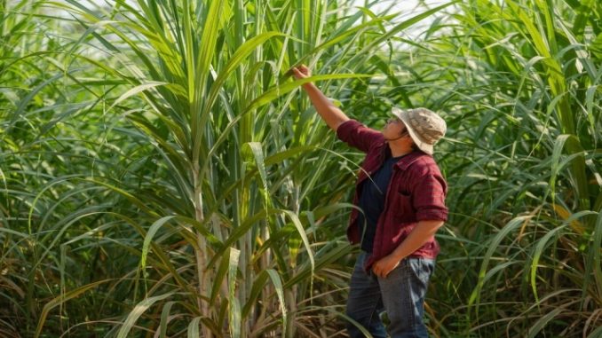 Como a gestão sustentável impulsiona a produtividade do cultivo da cana de açúcar? 
