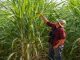 Como a gestão sustentável impulsiona a produtividade do cultivo da cana de açúcar?